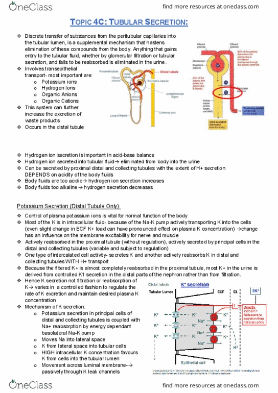 PHYL2001 Lecture Notes - Lecture 14: Distal Convoluted Tubule, Renal Physiology, Renal Function thumbnail
