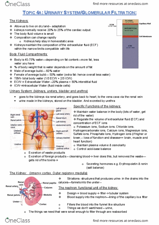 PHYL2001 Lecture Notes - Lecture 12: Renal Vein, Renal Artery, Tubular Fluid thumbnail
