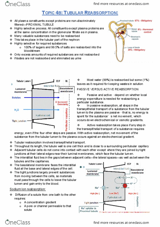 PHYL2001 Lecture Notes - Lecture 13: Tubular Fluid, Peritubular Capillaries, Electrochemical Gradient thumbnail