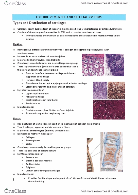 ANHB2214 Lecture Notes - Lecture 2: Type Ii Collagen, Ear Canal, Hyaline Cartilage thumbnail