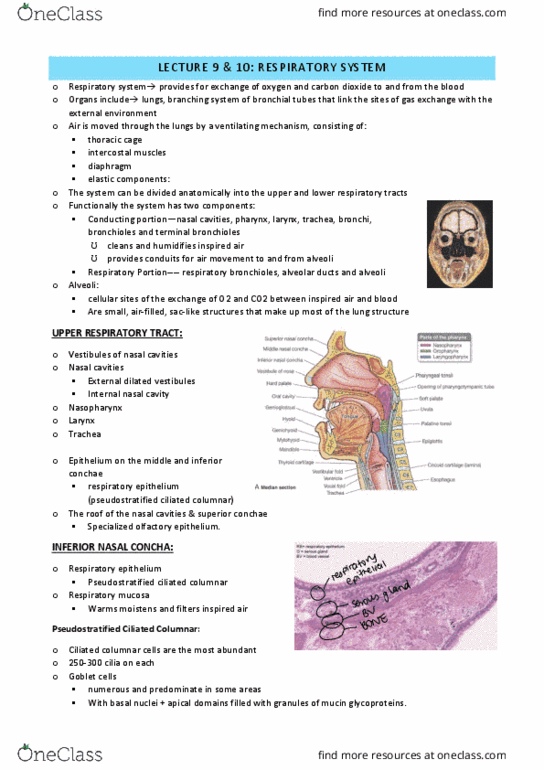 ANHB2214 Lecture Notes - Lecture 9: Respiratory Epithelium, Bronchiole, Rib Cage thumbnail