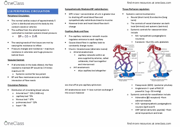 IMED3001 Lecture Notes - Lecture 16: Natriuretic Peptide, Capillary Pressure, Adrenal Medulla thumbnail