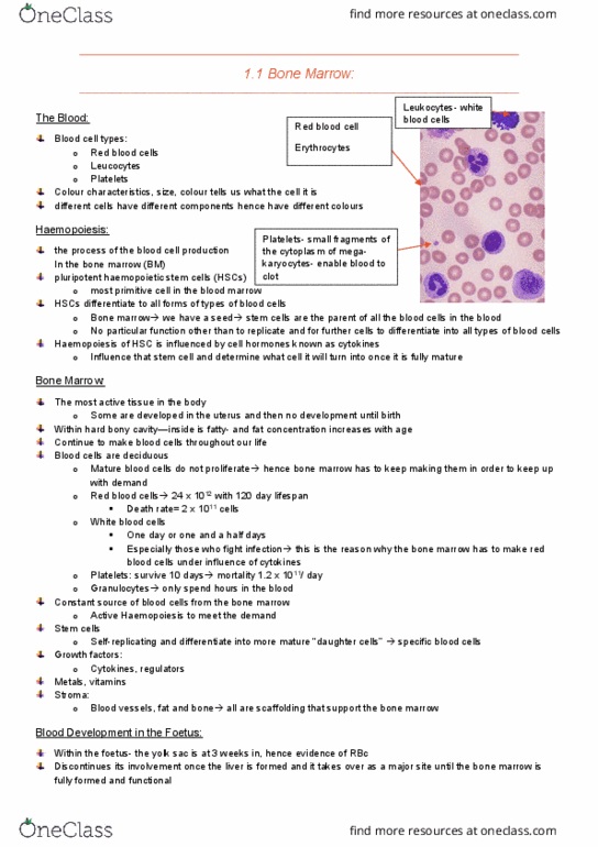IMED2002 Lecture Notes - Lecture 9: Yolk Sac, Stem Cell Factor, Primitive Cell thumbnail