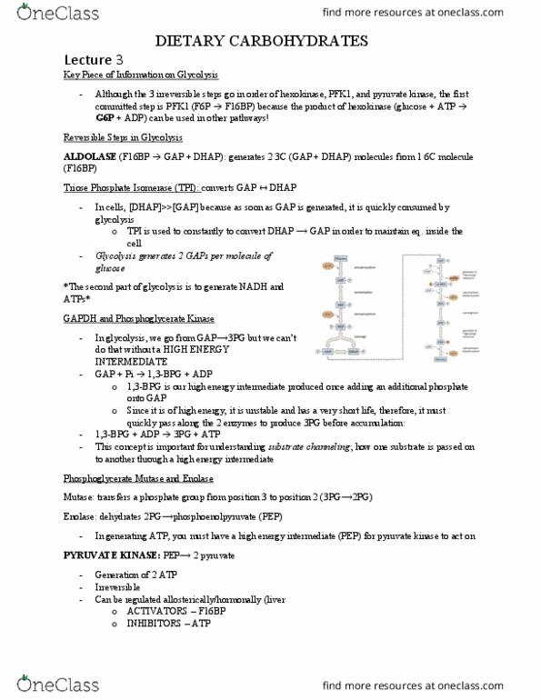 BIOC 311 Lecture Notes - Lecture 3: Triosephosphate Isomerase, Enolase, 3-Phosphoglyceric Acid thumbnail