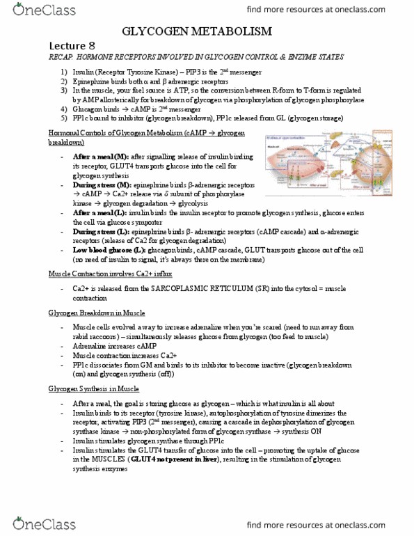 BIOC 311 Lecture Notes - Lecture 8: Glycogen Phosphorylase, Phosphorylase Kinase, Glycogen Synthase thumbnail