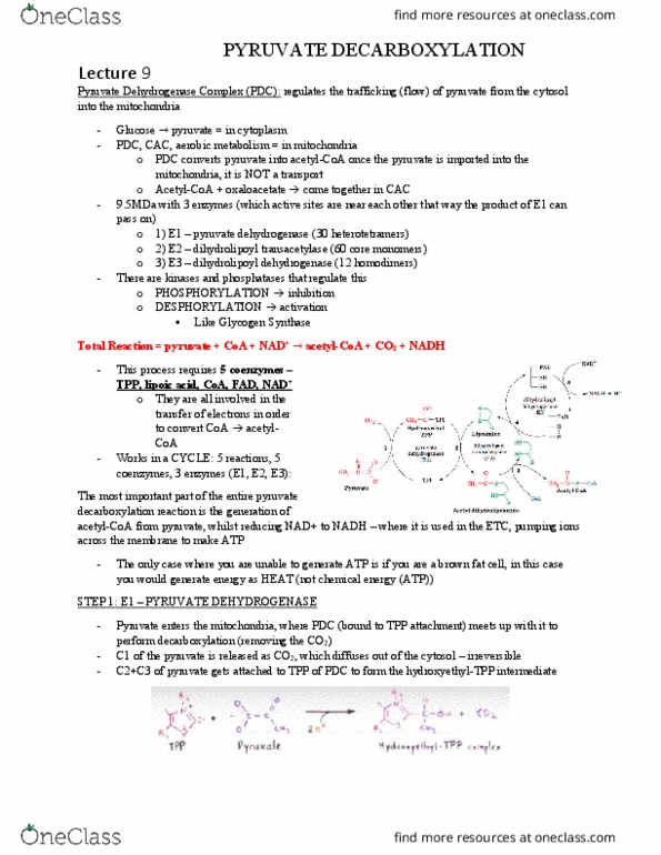 BIOC 311 Lecture Notes - Lecture 9: Dihydrolipoamide Dehydrogenase, Pyruvate Dehydrogenase, Acetyl-Coa thumbnail