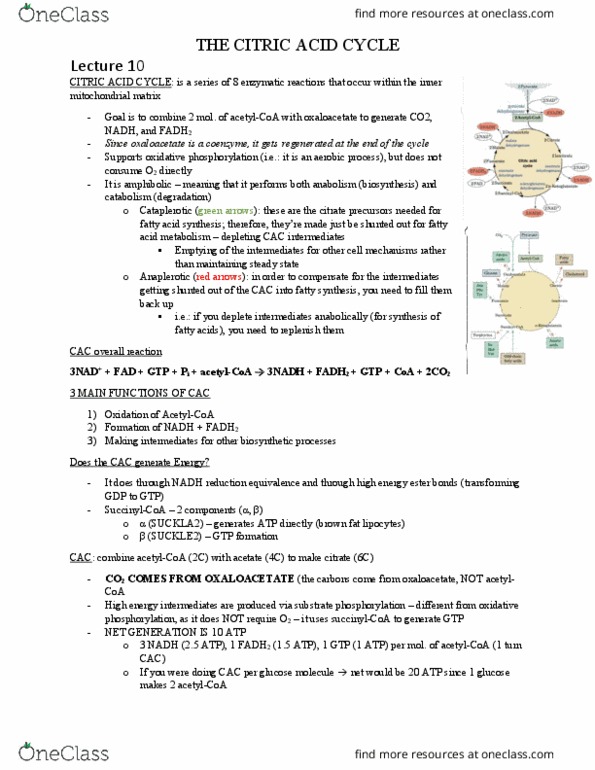 BIOC 311 Lecture Notes - Lecture 10: Acetyl-Coa, Oxidative Phosphorylation, Oxaloacetic Acid thumbnail
