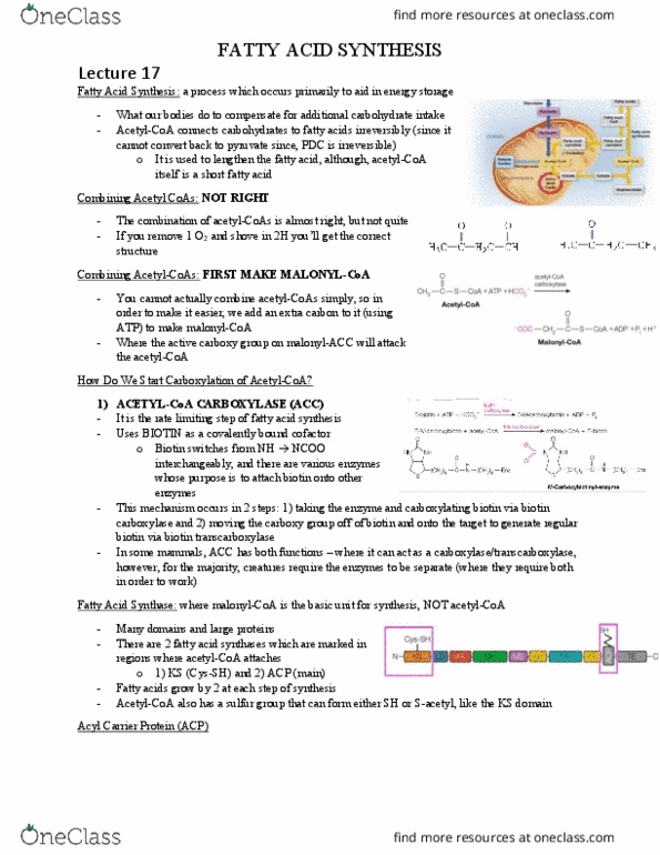 BIOC 311 Lecture Notes - Lecture 17: Fatty Acid Synthase, Acetyl Group, Pyruvic Acid thumbnail