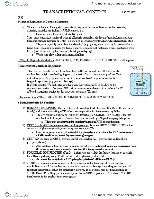 BIOC 311 Lecture Notes - Lecture 28: Leucine Zipper, Sterol Regulatory Element-Binding Protein, Foie Gras thumbnail