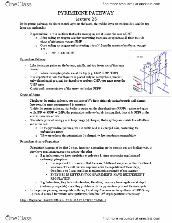 BIOC 311 Lecture Notes - Lecture 26: Carbamoyl Phosphate, Phosphoribosyl Pyrophosphate, Pyrimidine thumbnail