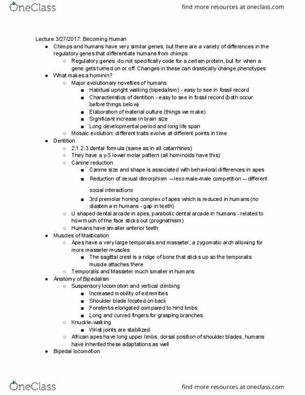 ANTH 1001 Lecture Notes - Lecture 18: Becoming Human, Zygomatic Arch, Sagittal Crest thumbnail