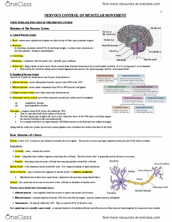 BPK 142 Lecture Notes - Lecture 2: Myelin, Nerve Conduction Velocity, Efferent Nerve Fiber thumbnail