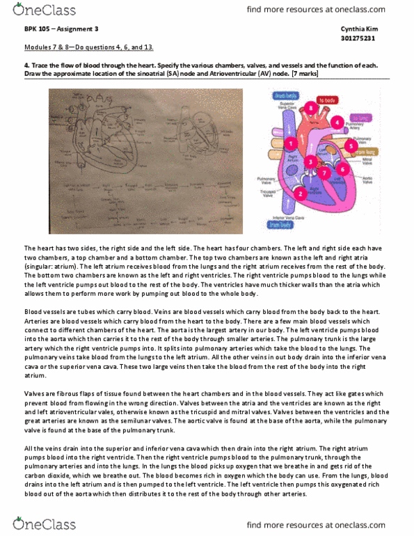 BPK 105 Lecture Notes - Lecture 3: Superior Vena Cava, Pulmonary Valve, Pulmonary Vein thumbnail