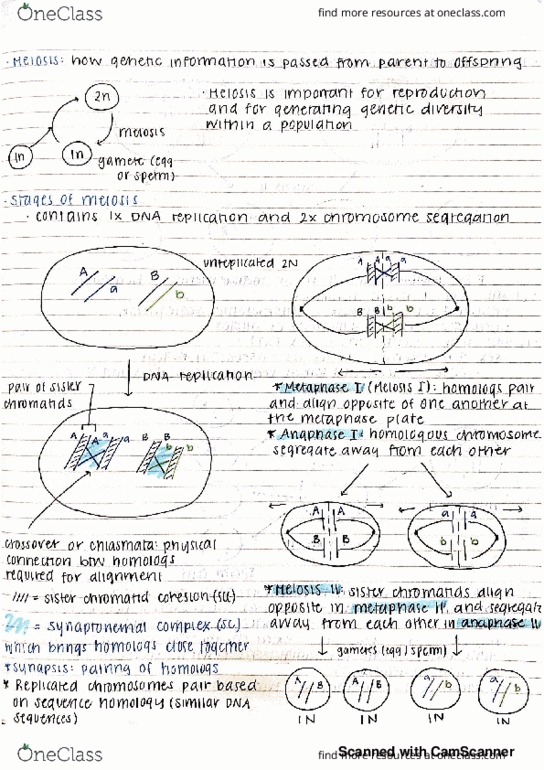 document preview image