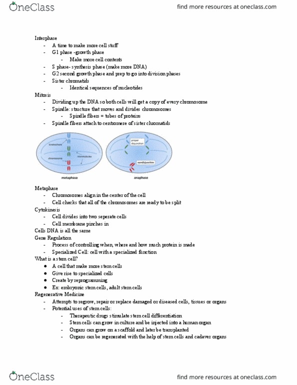 BIOL 100 Lecture Notes - Lecture 3: Adult Stem Cell, Embryonic Stem Cell, Sister Chromatids thumbnail
