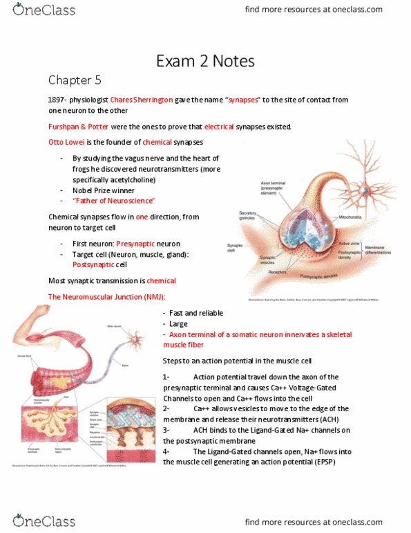 ZOO 3744 Lecture Notes - Lecture 2: Vagus Nerve, Axon Terminal, Skeletal Muscle thumbnail