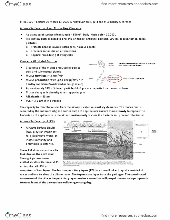 PHYL 3520 Lecture Notes - Lecture 22: Mucociliary Clearance, Mucus, Viscosity thumbnail