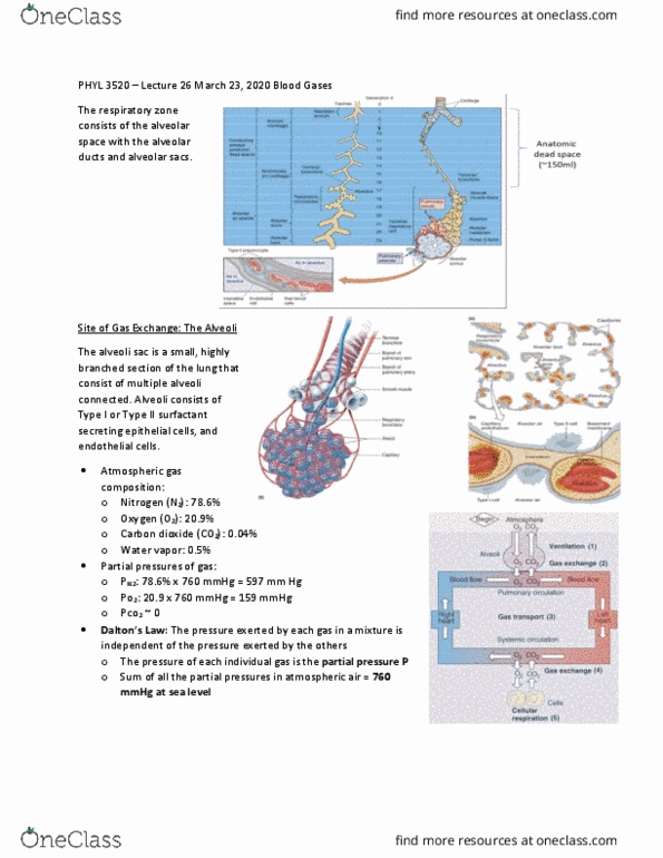 PHYL 3520 Lecture Notes - Lecture 26: Endothelium, Partial Pressure, Respiratory Tract thumbnail