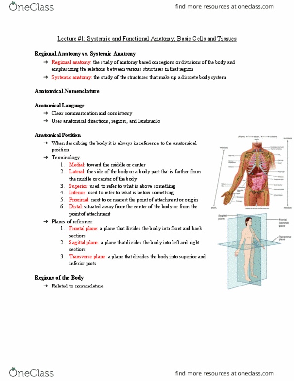 Anatomy and Cell Biology 2221 Lecture Notes - Lecture 1: Sagittal Plane, Transverse Plane, Cell Junction thumbnail