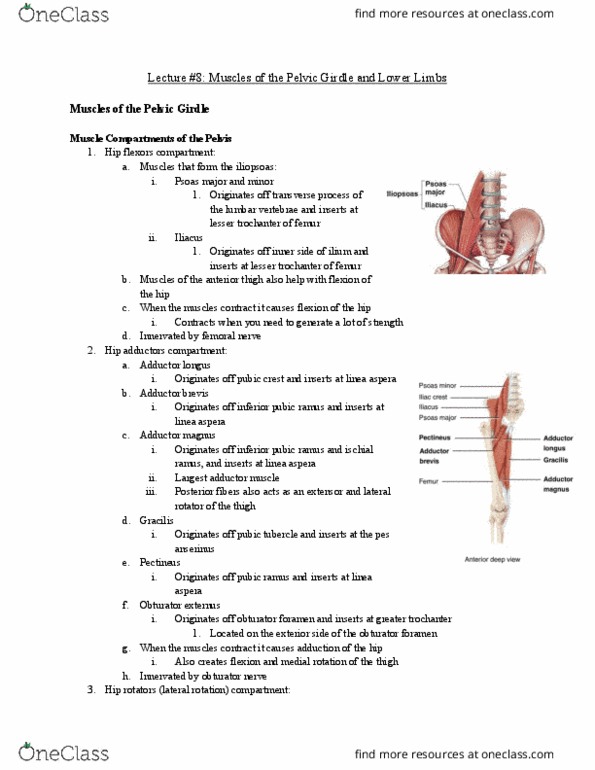 Anatomy and Cell Biology 2221 Lecture Notes - Lecture 8: External Obturator Muscle, Linea Aspera, Obturator Foramen thumbnail