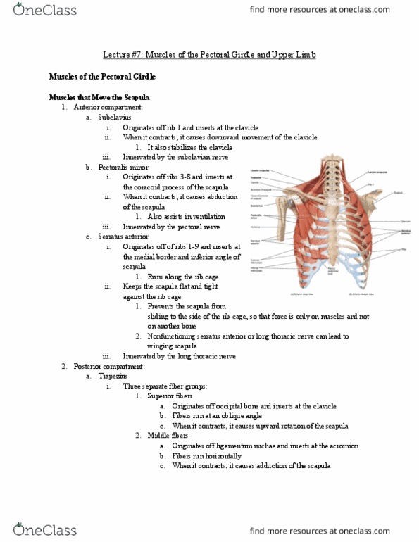 Anatomy and Cell Biology 2221 Lecture Notes - Lecture 7: Long Thoracic Nerve, Nuchal Ligament, Serratus Anterior Muscle thumbnail