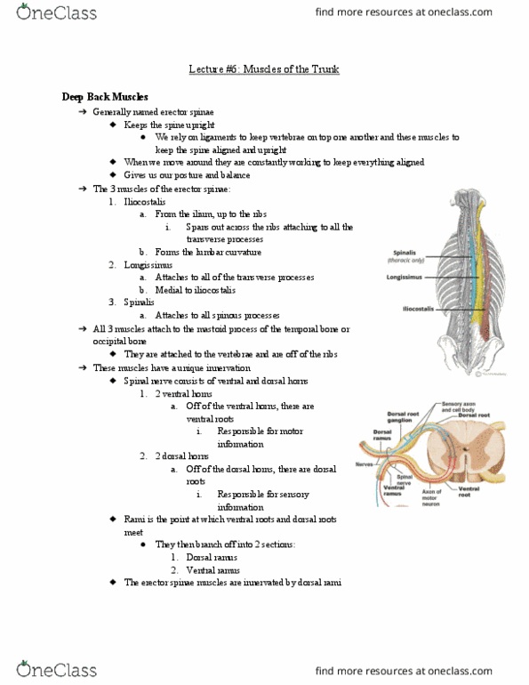 Anatomy and Cell Biology 2221 Lecture Notes - Lecture 6: Erector Spinae Muscles, Posterior Ramus Of Spinal Nerve, Ventral Root Of Spinal Nerve thumbnail