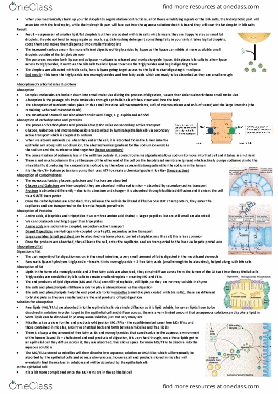 HBS204 Lecture Notes - Lecture 11: Portal Vein, Bile Acid, Digestion thumbnail