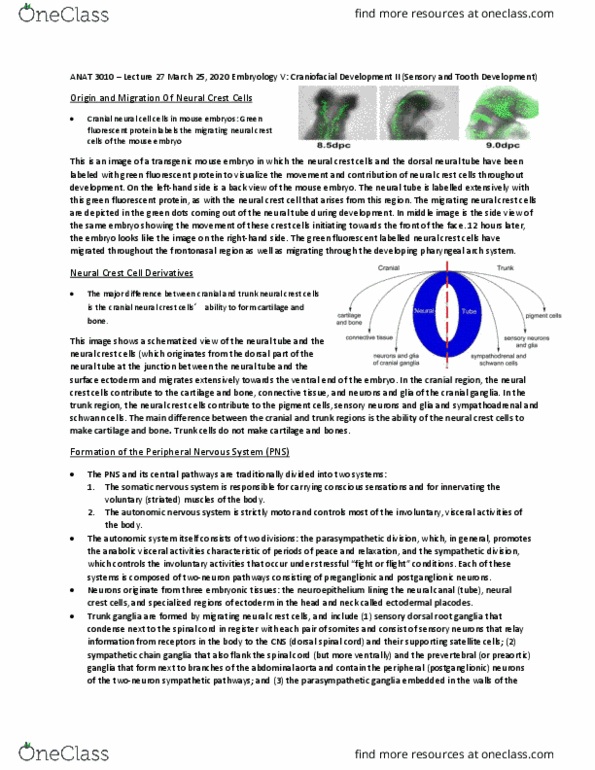 ANAT 3010 Lecture Notes - Lecture 27: Paravertebral Ganglia, Neural Crest, Preganglionic Nerve Fibers thumbnail