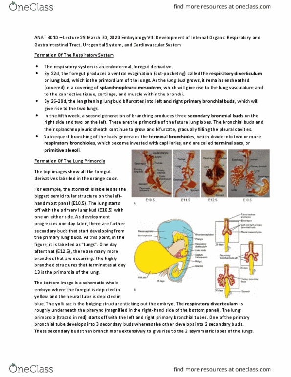 ANAT 3010 Lecture Notes - Lecture 29: Bronchus, Bronchiole, Splanchnopleuric Mesenchyme thumbnail