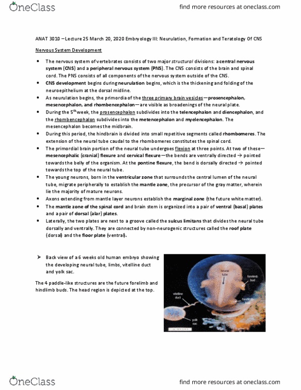 ANAT 3010 Lecture Notes - Lecture 25: Sulcus Limitans, Alar Plate, Vitelline Duct thumbnail