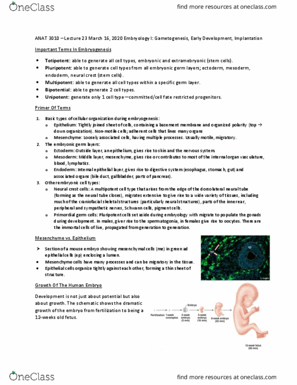 ANAT 3010 Lecture Notes - Lecture 23: Neural Crest, Germ Layer, Neural Tube thumbnail