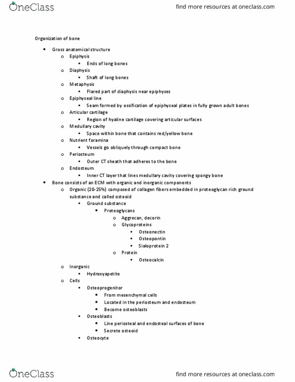 ACB 8120 Lecture Notes - Lecture 34: Hyaline Cartilage, Medullary Cavity, Osteopontin thumbnail