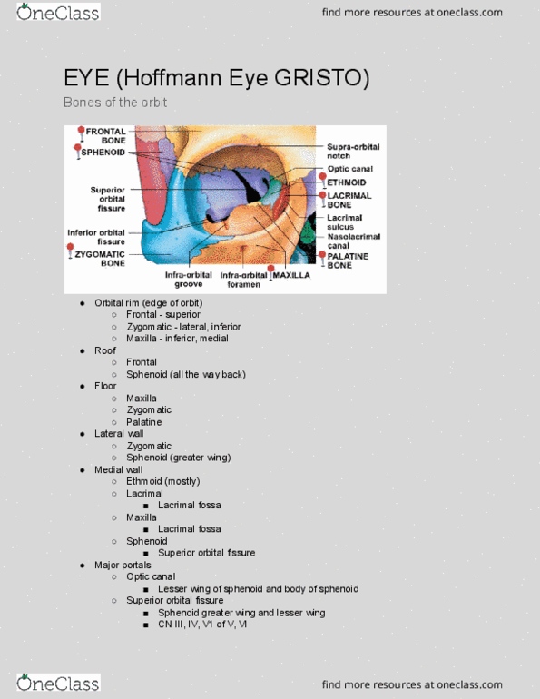 ACB 8120 Lecture Notes - Lecture 84: Superior Orbital Fissure, Inferior Orbital Fissure, Optic Canal thumbnail