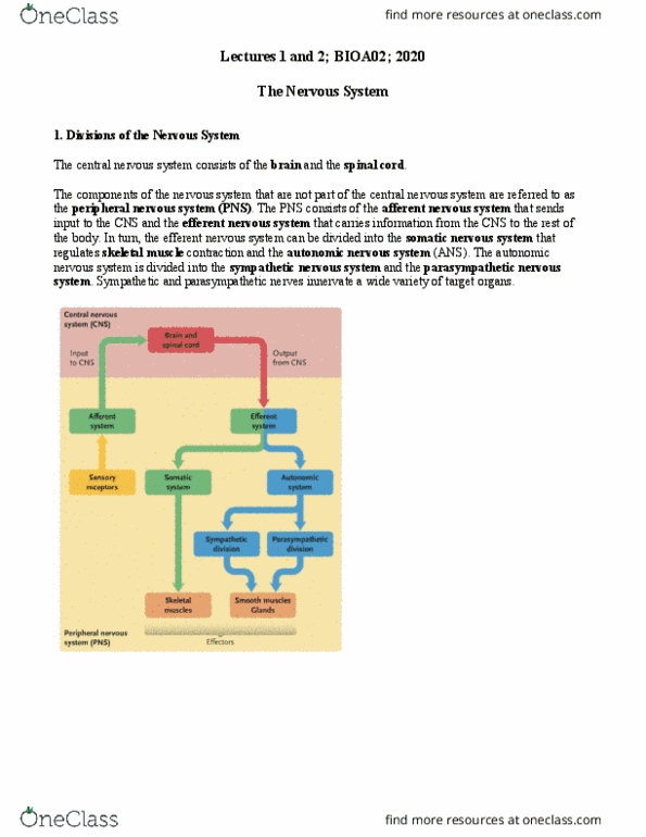 BIOA02H3 Lecture Notes - Lecture 1: Sympathetic Nervous System, Autonomic Nervous System, Somatic Nervous System thumbnail