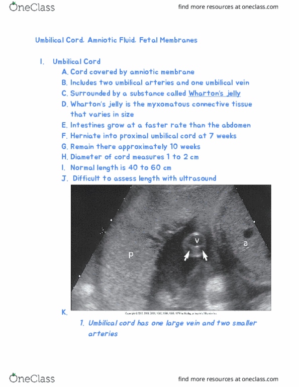 RIU 332 Lecture Notes - Lecture 57: Umbilical Vein, Umbilical Cord, Umbilical Artery thumbnail