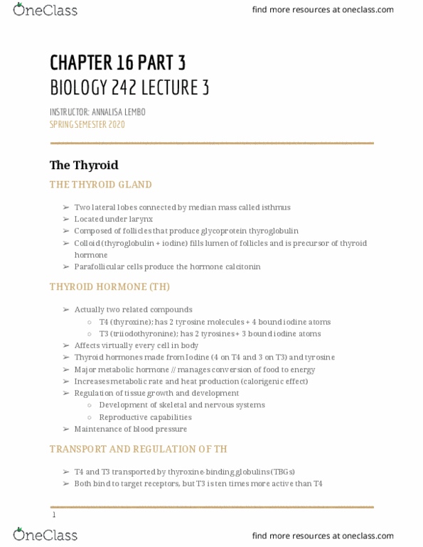 BIOL-242 Lecture Notes - Lecture 3: Thyroglobulin, Parafollicular Cell, Thyroid Hormones thumbnail