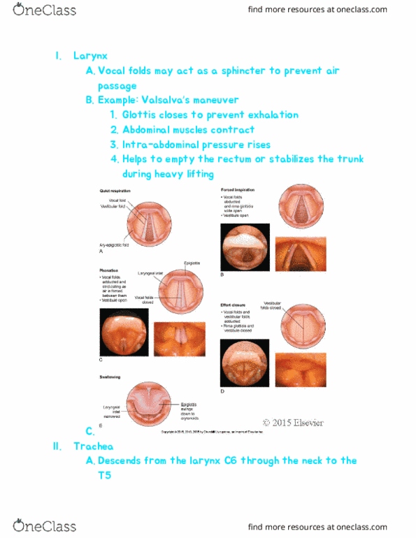 RIU 332 Lecture Notes - Lecture 70: Vocal Folds, Exhalation, Trachea thumbnail