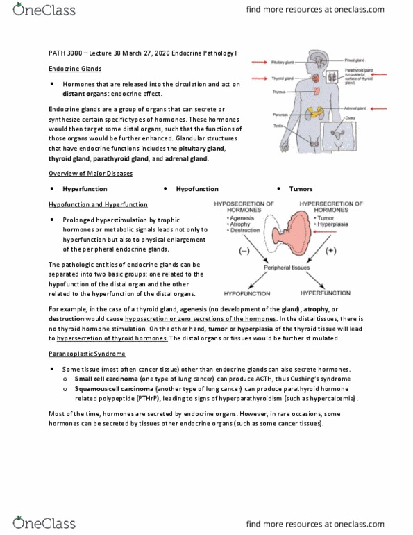 PATH 3000 Lecture Notes - Lecture 30: Squamous Cell Carcinoma, Small-Cell Carcinoma, Parathyroid Gland thumbnail