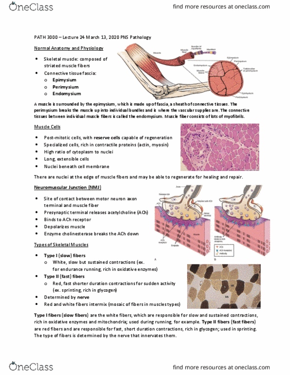 PATH 3000 Lecture Notes - Lecture 24: Myocyte, Skeletal Muscle, Epimysium thumbnail