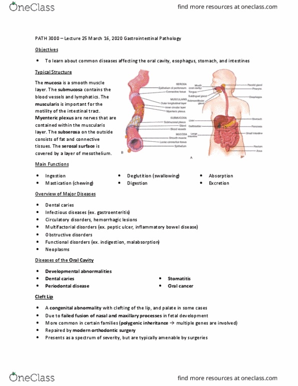 PATH 3000 Lecture Notes - Lecture 25: Inflammatory Bowel Disease, Dental Caries, Peptic Ulcer thumbnail