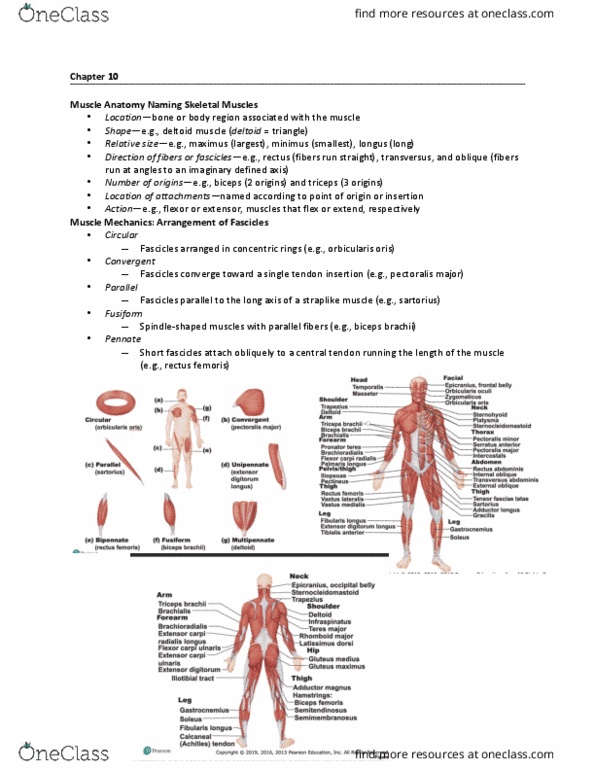 BLG 10A/B Lecture Notes - Lecture 10: Pectoralis Major Muscle, Transverse Abdominal Muscle, Orbicularis Oris Muscle thumbnail