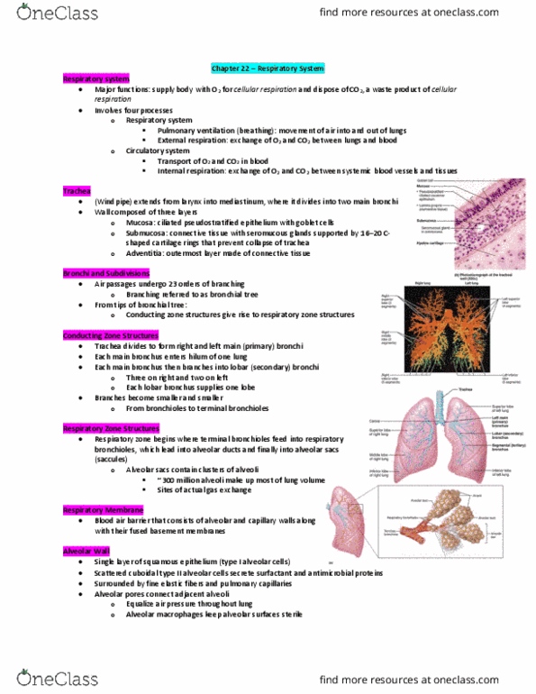 BLG 10A/B Lecture Notes - Lecture 22: Alveolar Cells, Bronchiole, Pseudostratified Columnar Epithelium thumbnail