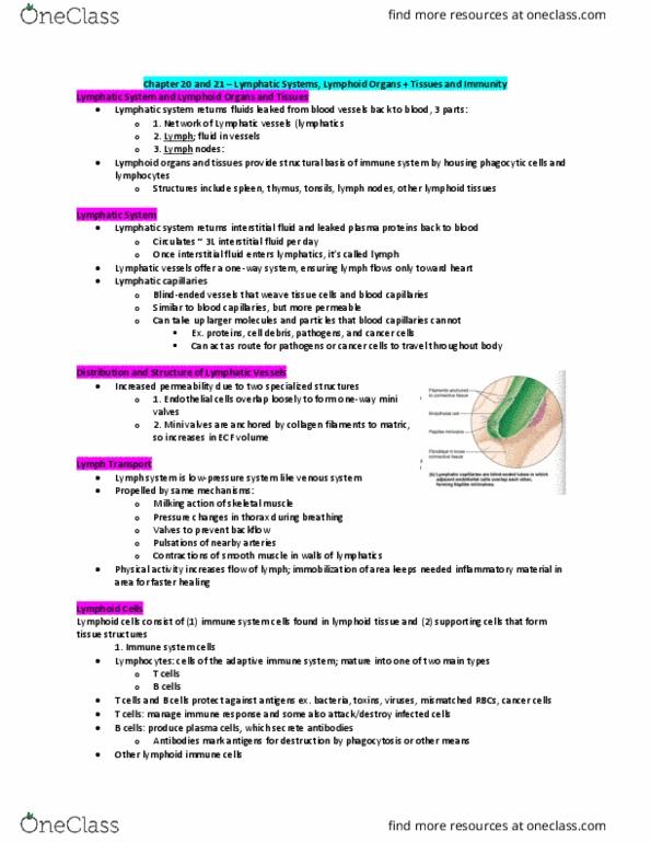 BLG 10A/B Lecture Notes - Lecture 20: Lymphatic Vessel, Extracellular Fluid, Adaptive Immune System thumbnail