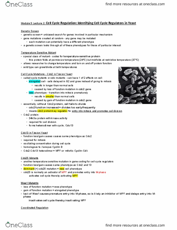 BIOLOGY 2B03 Lecture Notes - Lecture 9: Cdc25, Wee1, Cyclin B thumbnail