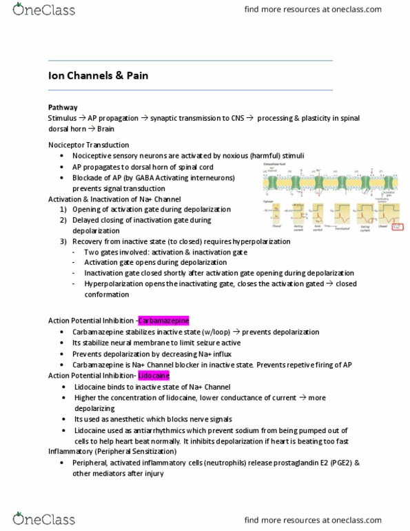 BIOL 3051 Chapter Notes - Chapter 9.3: Carbamazepine, Lidocaine, Signal Transduction thumbnail