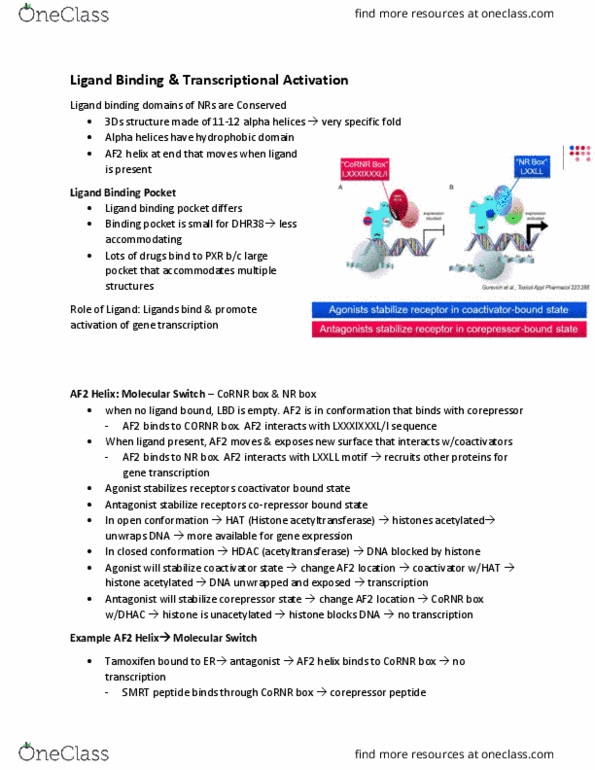 BIOL 3051 Chapter Notes - Chapter 9.1: Histone Acetyltransferase, Af2, Alpha Helix thumbnail