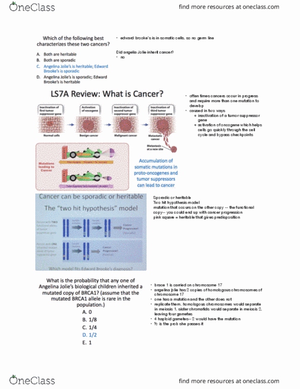 LIFESCI 7B Lecture Notes - Lecture 7: Angelina Jolie, Tumor Suppressor Gene, Sister Chromatids thumbnail