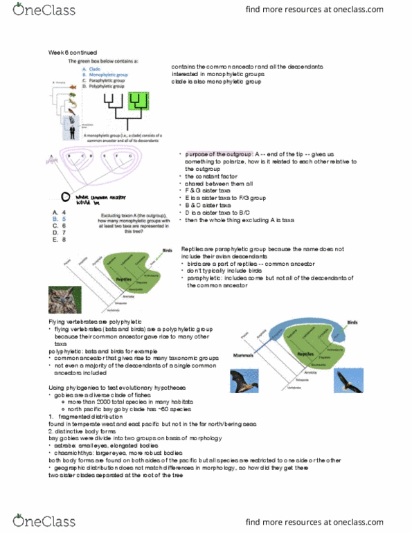 LIFESCI 7B Lecture Notes - Lecture 13: Polyphyly, Goby, Paraphyly thumbnail