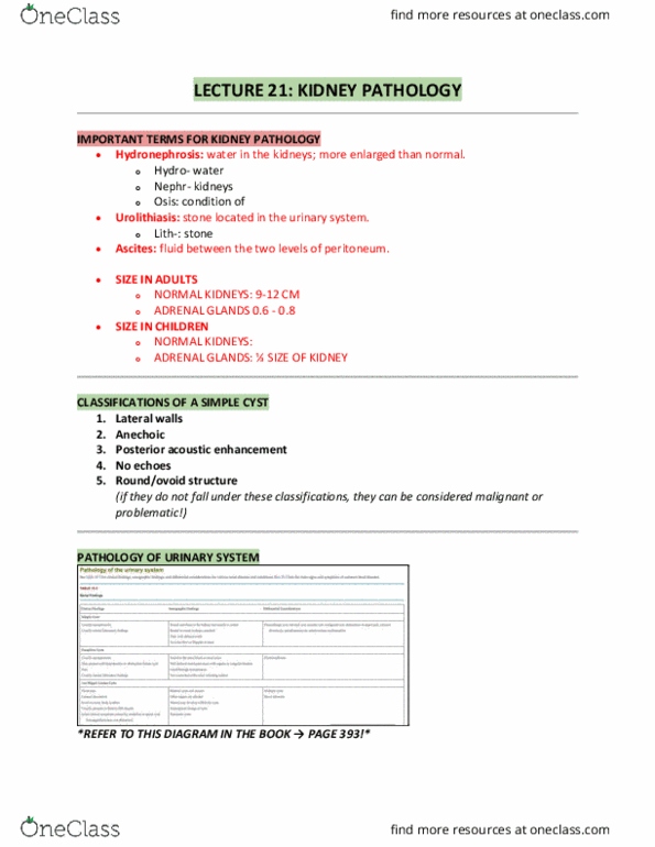BIOL 171 Lecture Notes - Lecture 21: Acoustic Enhancement, Kidney Stone Disease, Hydronephrosis thumbnail