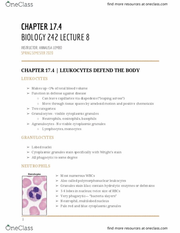 BIOL-242 Lecture Notes - Lecture 8: White Blood Cell, Granulocyte, Leukocyte Extravasation thumbnail